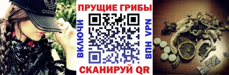 Купить где  Вичуга  Галлюциногенные грибы ЛСД 